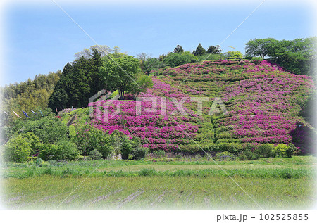 ツツジの花が見頃を迎えた古代出雲王陵の丘（イラスト風） 102525855