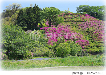 ツツジの花が見頃を迎えた古代出雲王陵の丘(イラスト風) ツツジの花が見頃を迎えた古代出雲王陵の丘(イラスト風) 102525856