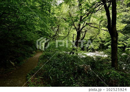 三段峡　水梨駐車場〜黒淵間の遊歩道からの景色 102525924