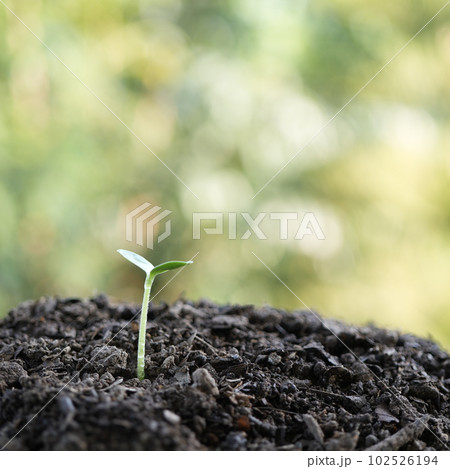 Young small sprout plant growing 102526194