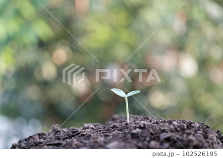 Young small sprout plant growing 102526195