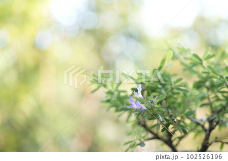 Antidesma acidum Linh sam flower closeup Antidesma acidum Linh sam flower closeup 102526196