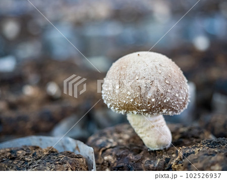 Organic oyster mushrooms growing on a mushrooms farm at Thailand, Oyster mushrooms cultivation at farm,Mushroom cultivation, growing in farm.mushroom cultivation in plastic bags, Straw Mushroom farm. 102526937
