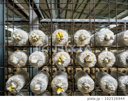 Organic oyster mushrooms growing on a mushrooms farm at Thailand, Oyster mushrooms cultivation at farm,Mushroom cultivation, growing in farm.mushroom cultivation in plastic bags, Straw Mushroom farm. 102526944