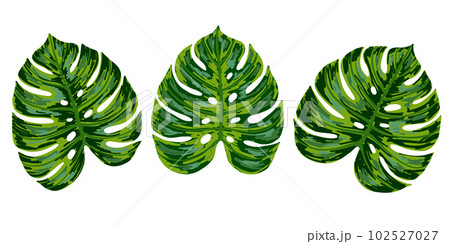 Tropical jungle palm monstera leaf set. Vector hand drawn illustration. Isolated on white. 102527027