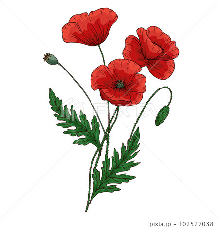 Summer bouquet with red poppy flower. Papaver. Green stems and leaf. Set of elements for design. Hand drawn vector illustration. Isolated on white background. 102527038