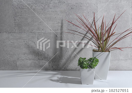 窓明かりに照らされる鉢植えの観葉植物 102527051