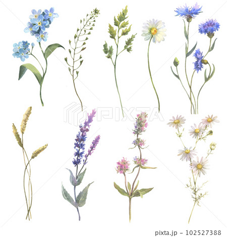 Beautiful floral set with watercolor hand drawn summer wild field flowers. Set of floral elements, watercolor botanical illustration isolated on white background 102527388