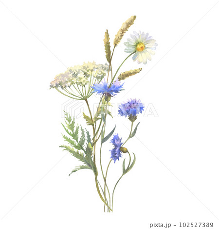 Watercolor meadow flowers bouquet of chamomile, cow parsley, Blue Cornflower herb. Hand painted floral poster of wildflowers isolated on white background. Watercolor meadow flowers bouquet of chamomile, cow parsley, Blue Cornflower herb. Hand painted floral poster of wildflowers isolated on white background. 102527389