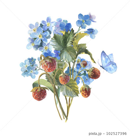 Watercolor illustration, bouquet of wildflowers and strawberries with a butterfly, forget-me-nots and strawberries isolated on a white background 102527396