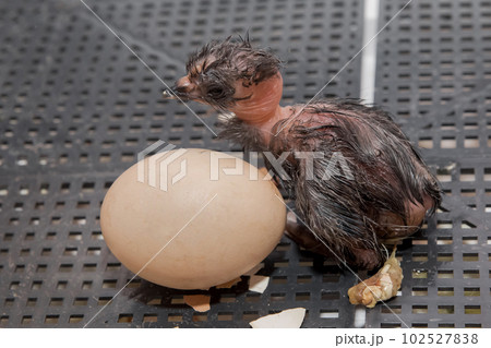 Close-up of newborn dark cute little chick next to hatching egg in incubator, poultry farming Close-up of newborn dark cute little chick next to hatching egg in incubator, poultry farming 102527838