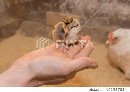 Small young chick little cute fluffy chicken close-up in hand on background of barn Small young chick little cute fluffy chicken close-up in hand on background of barn 102527854