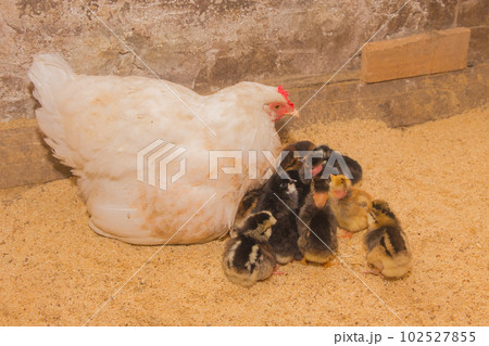 White large homemade country chicken hen with a group of chickens in a barn, close up, farm birds White large homemade country chicken hen with a group of chickens in a barn, close up, farm birds 102527855