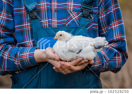 A man farmer in a shirt and overalls, holds a dwarf white chicken close up in his hands poultry farming agriculture A man farmer in a shirt and overalls, holds a dwarf white chicken close up in his hands poultry farming agriculture 102528250