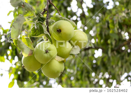 Apple tree. Ripe white apple on a branch in the garden. 102528402