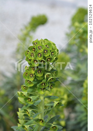 Spurge Black Pearl 102529614