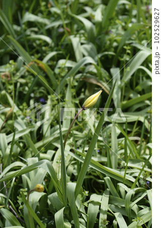 Wild Tulip Wild Tulip 102529627