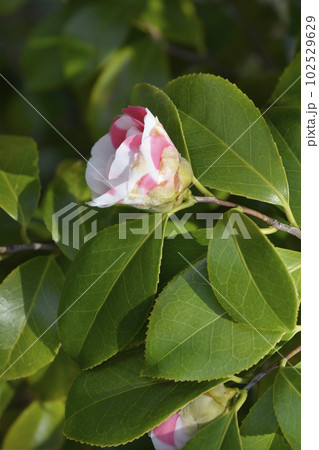 Camellia 102529629