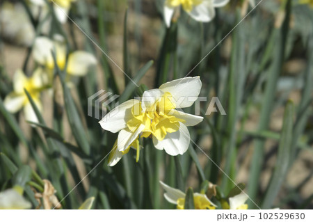 Butterfly Daffodil Smiling Twin 102529630