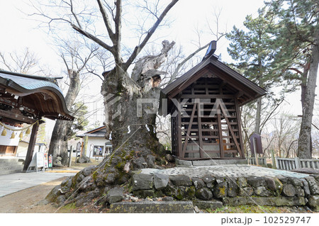 長野県　長野市　冬　八幡社 102529747