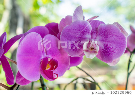 Beautiful orchid flower isolated on white background with clipping path 102529960