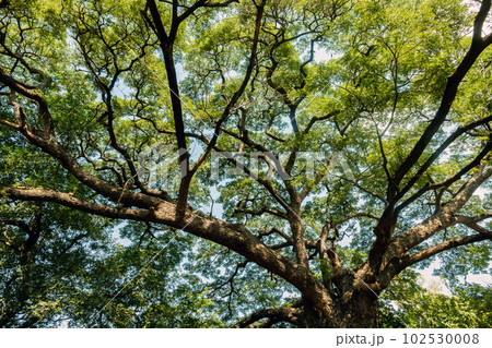 Big tree silhouette and nature green wood sunlight background Big tree silhouette and nature green wood sunlight background 102530008
