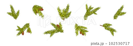 Coniferous Pine Green Branch and Twig with Needles and Cone Vector Set Coniferous Pine Green Branch and Twig with Needles and Cone Vector Set 102530717