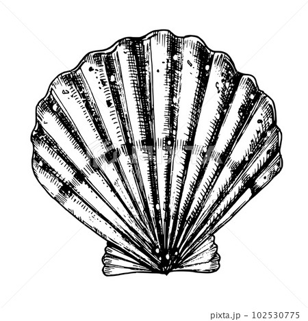 12,931 Outline Of Seashell Stock Vectors and Vector Art | Shutterstock