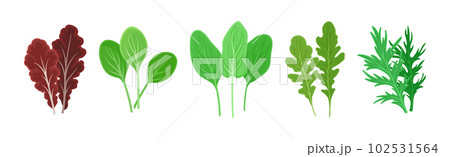 Leaf Vegetables or Vegetable Greens as Salad Ingredient Vector Set Leaf Vegetables or Vegetable Greens as Salad Ingredient Vector Set 102531564