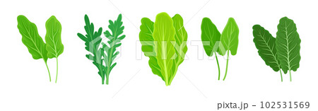 Leaf Vegetables or Vegetable Greens as Salad Ingredient Vector Set 102531569