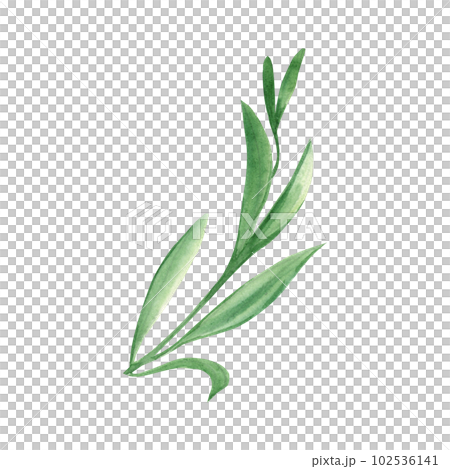 Watercolor green grass. Hand drawn illustration on white background. Ideal for floral background, graphics design. 102536141