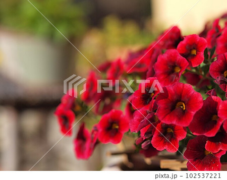 赤いペチュニアの花 赤いペチュニアの花 102537221