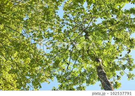 Spring Green Leaves Spring Green Leaves 102537791