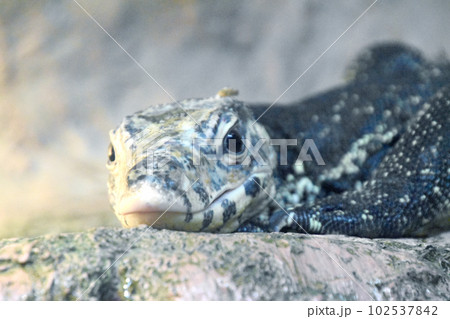 ミズオオトカゲ ミズオオトカゲ 102537842