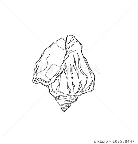 Hand drawn doodle shell. Vector illustration. Hand drawn shell. Vector illustration. Sea collection. Vector of shelldesign on a white background. Easy editable layered vector illustration Hand drawn doodle shell. Vector illustration. Hand drawn shell. Vector illustration. Sea collection. Vector of shelldesign on a white background. Easy editable layered vector illustration 102538447