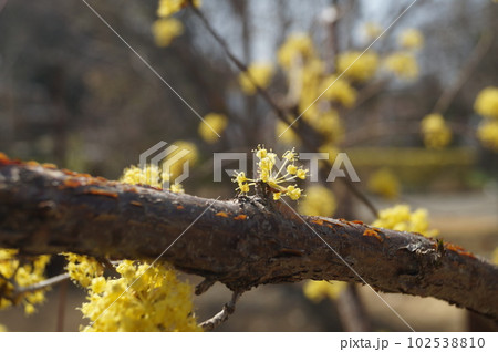 サンシュユ開花の季節 102538810