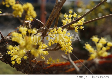 黄色の素敵な小花 サンシュユ 黄色の素敵な小花 サンシュユ 102539229