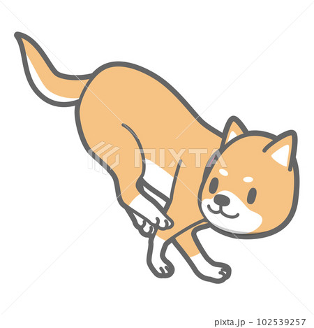 着地する柴犬のベクターイラスト 102539257