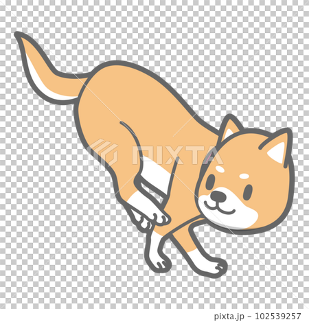 着地する柴犬のベクターイラスト 102539257