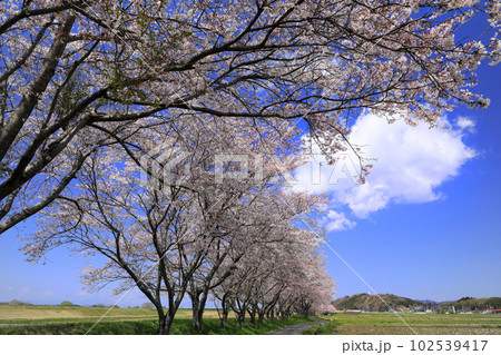 那珂川沿いの田園の桜並木 那珂川沿いの田園の桜並木 102539417