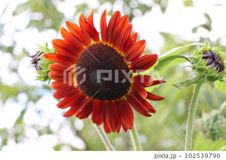 珍しかった赤茶色の向日葵も夏の風物詩にー拾 102539790