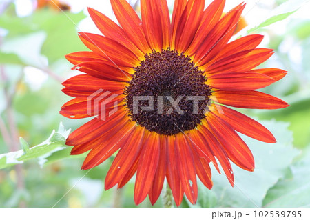珍しかった赤茶色の向日葵も夏の風物詩にー五 珍しかった赤茶色の向日葵も夏の風物詩にー五 102539795