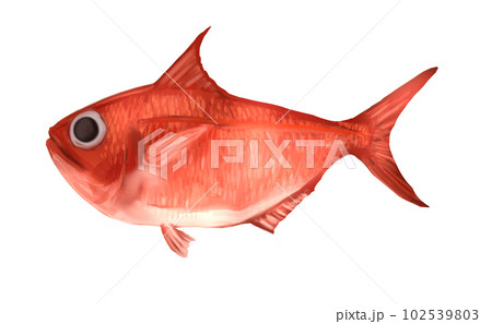リアルな金目鯛イラストのイラスト素材 [102539803] - PIXTA