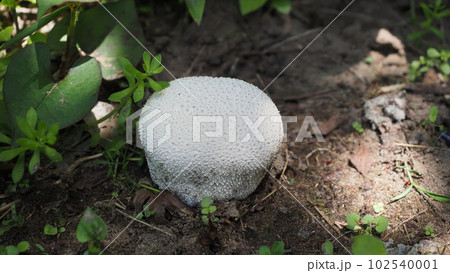 オニフスベの幼菌 オニフスベの幼菌 102540001
