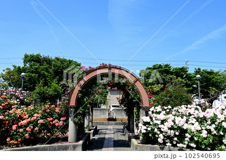 ローズレー梅の木　バラ園と青空 102540695