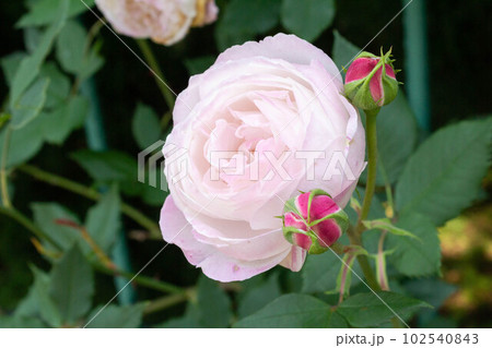 バラ【品種:マダムピエールオジェ】 バラ【品種:マダムピエールオジェ】 102540843