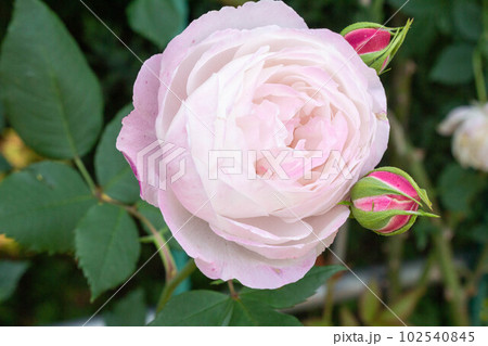 バラ【品種:マダムピエールオジェ】 バラ【品種:マダムピエールオジェ】 102540845