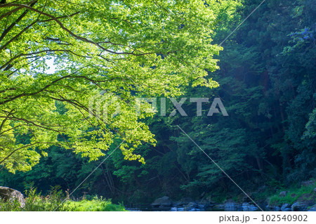 嵐山渓谷　槻川　新緑の風景　武蔵の小京都　 102540902