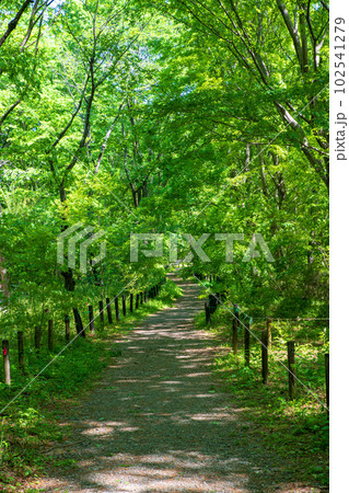 嵐山渓谷沿い　遊歩道　新緑の風景　武蔵の小京都　 102541279