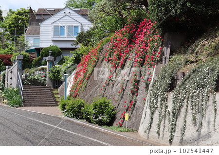 つるバラが咲く山手イタリア山庭園 102541447